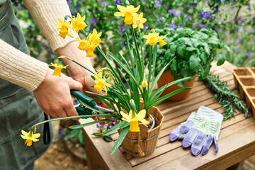 Woman's hands cutting yellow daffodil in the pot on wooden table in blooming spring garden.