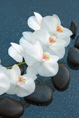 White orchid flowers and black spa stones on the gray background.