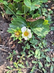 Fototapeta premium Small strawberry plants in a garden