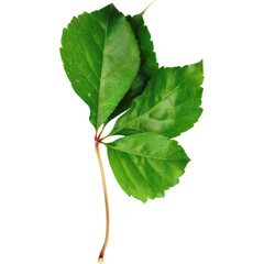 An unique concept of isolated spring leaf on plain background , very suitable to use in mostly plant project. - obrazy, fototapety, plakaty