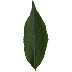 An unique concept of isolated spring leaf on plain background , very suitable to use in mostly plant project.