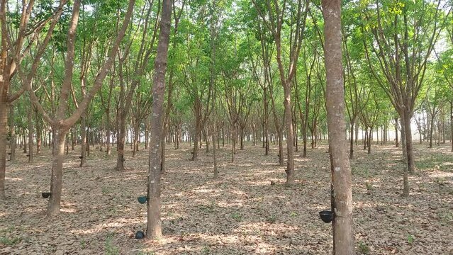 rubber tree plantation on day