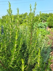 Close up of rosemary herbs on a sunny day