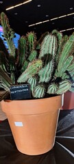 Cactus phipsalis pilocarp with the specified name in the pot - obrazy, fototapety, plakaty