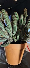 Cactus phipsalis pilocarp with the specified name in the pot - obrazy, fototapety, plakaty