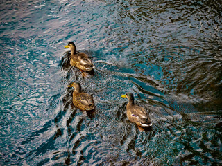 A group of three mallard ducks swimming in the river