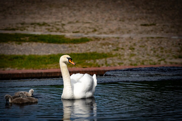 Schwan mit K&uuml;ken