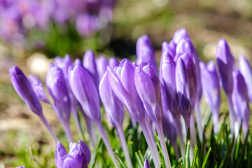 Crocus spring flowers close-up move colorful - 755688174