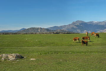 Fototapeta na wymiar A green grass field with cows in limousine class grazing peacefully