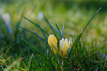 beautiful spring flowers yellow crocuses. selective focus, macro photo - 755688555
