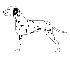 Dalmatian side view