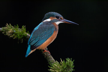 Obraz premium Martín pescador