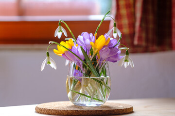 Bouquet of purple crocus in vase. Spring flowers in a vase. - 755689196