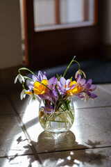 Bouquet of purple crocus in vase. Spring flowers in a vase. - 755689775