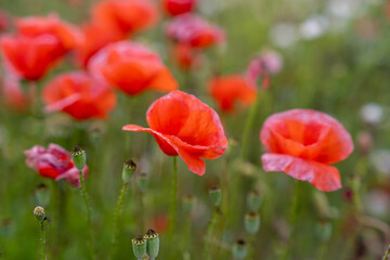 Field of red poppies in bright evening light. Poppies in the field at sunset. - 755690533