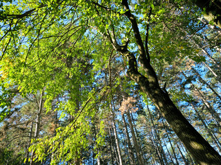 Fototapeta premium Kamenicki park in Petrovaradin, Vojvodina