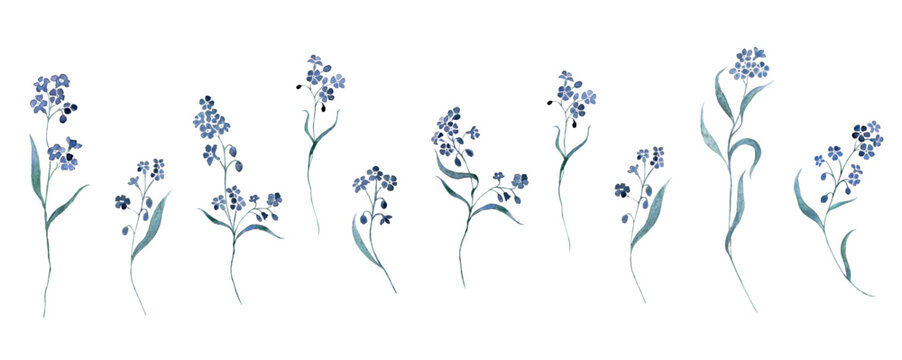 WALD Vergissmeinnicht - forget Me Not Aquarell