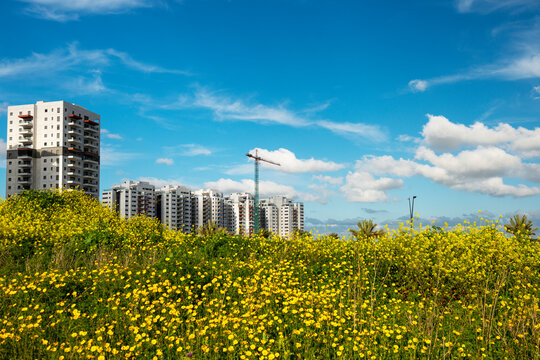 Public Housing Apartments in Ashkelon new district on background of spring field.