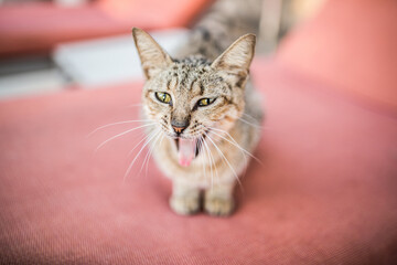 A Cat's Yawn on a Cozy Pink Chair.