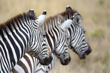 Three zebras, equus quagga, in a row against grasslands background. During the annual great migration in the Masai Mara, Kenya - 755692597