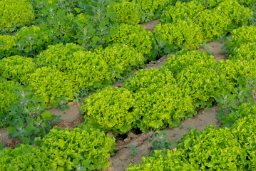 Fresh green curly cabbage growing on beds in the soil, cultivated by farmers in natural conditions