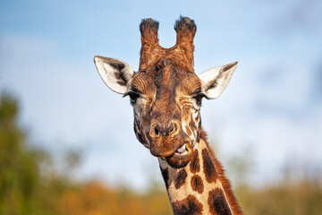 Front on view of a Rothschild giraffe, Giraffa camelopardalis camelopardalis, against green foliage and blue sky background. Space for text. - 755693117