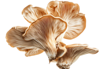 mushroom slices hovering in the air, emphasizing the earthy tones and unique shapes.