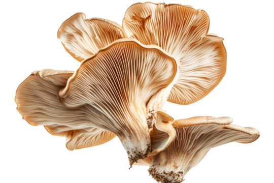 mushroom slices hovering in the air, emphasizing the earthy tones and unique shapes.