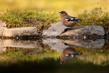 Chaffinch stood on rock at the edge of a woodland pool