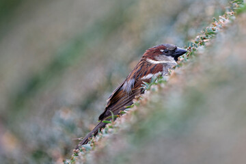 Moineau domestique - Passer domesticus - Paris - Jardin des Tuileries
