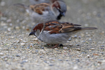 Moineau domestique - Passer domesticus - Paris - Jardin des Tuileries
