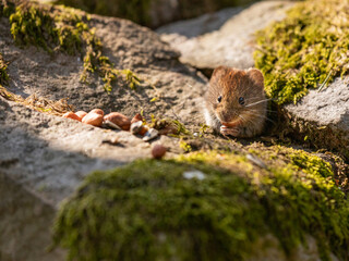 Mouse on woodland wall