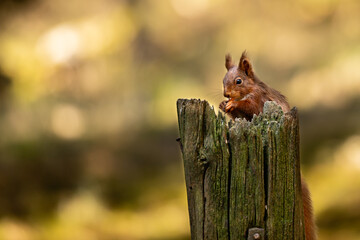 Red Squirrel sat in woodland