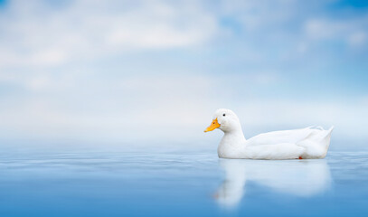 A white American duck with yellow beak swims on a blue lake against a blue sky. Wild duck swims in the lake.