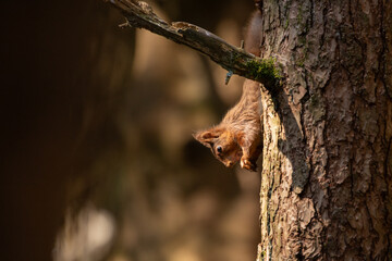 Red Squirrel sat in woodland