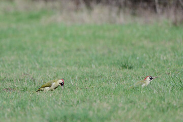  Pic vert - Picus viridis