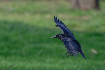 Corneille noire - Corvus corone