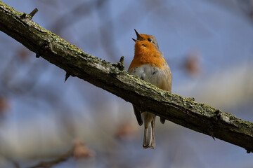 rougegorge - Erithacus rubecula
