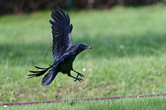 Corneille noire - Corvus corone