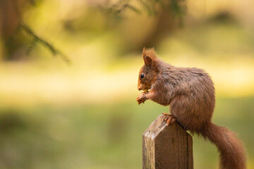 Red Squirrel sat in woodland