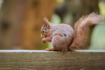 Red Squirrel sat in woodland