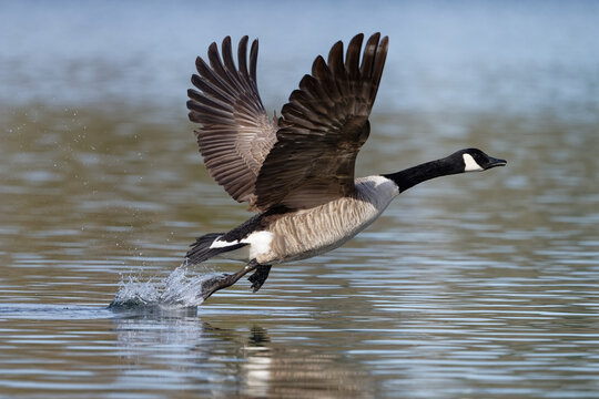  bernache du canada - Branta canadensis