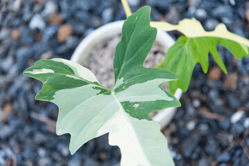 Closeup to Philodendron golden dragon varigated   © rukawajung
