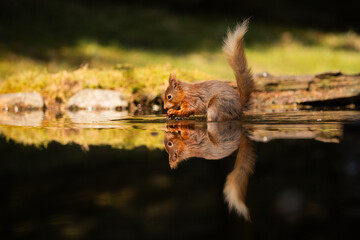 Red Squirrel in woodland pool with relection.