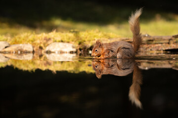 Red Squirrel in woodland pool with relection.