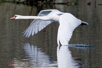 cygne tubercul&eacute; - cygnus olor
