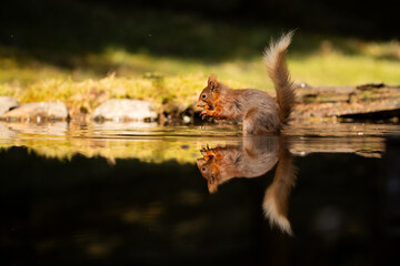 Red Squirrel in woodland pool with relection.