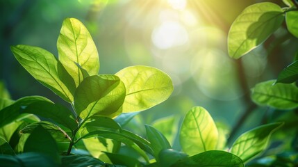 Fototapeta na wymiar Nature of green leaf in garden at summer under sunlight. Natural green leaves plants using as spring background environment ecology or greenery wallpaper