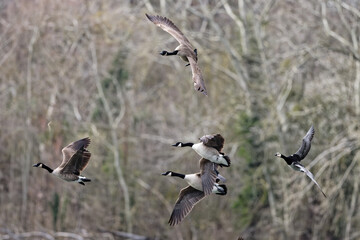  bernache du canada - Branta canadensis