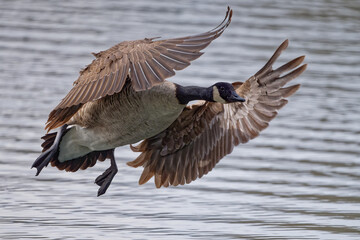  bernache du canada - Branta canadensis